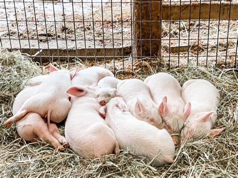 The Pig Pen .